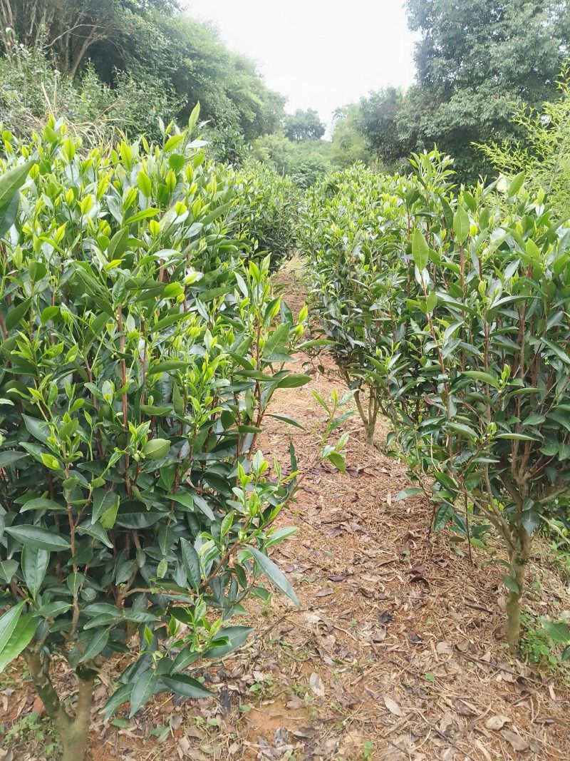 单丛茶，鸭屎香2026年头春干茶