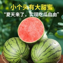 早春红玉西瓜一件代发。