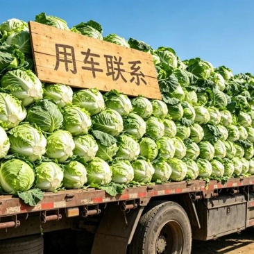 用车找我