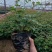 丰花月季大量供应中！基地直发！量大从优