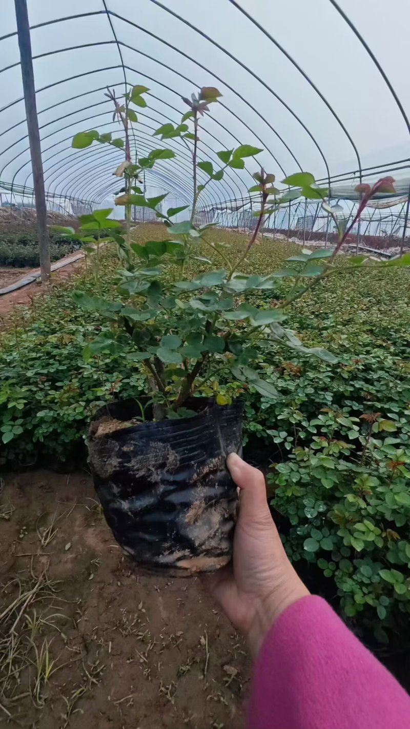 丰花月季大量供应中！基地直发！量大从优