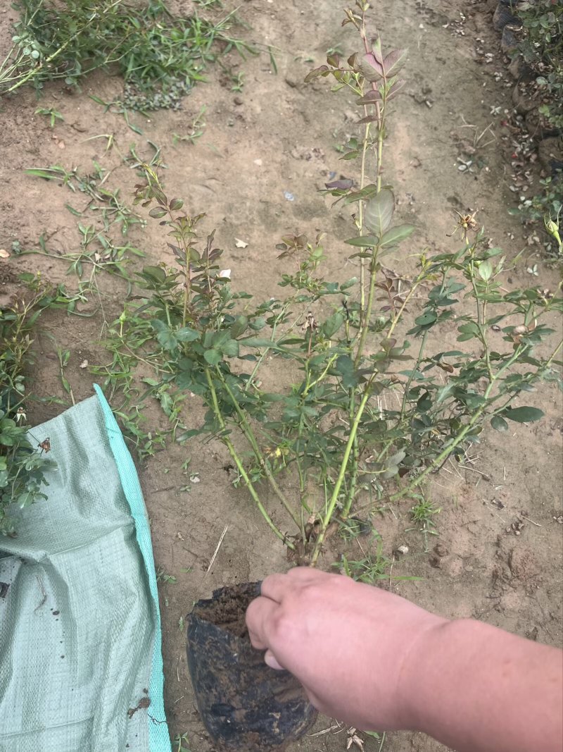 丰花月季大量供应中！基地直发！量大从优