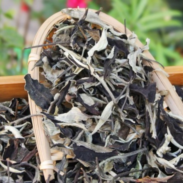 新茶月光美人白茶