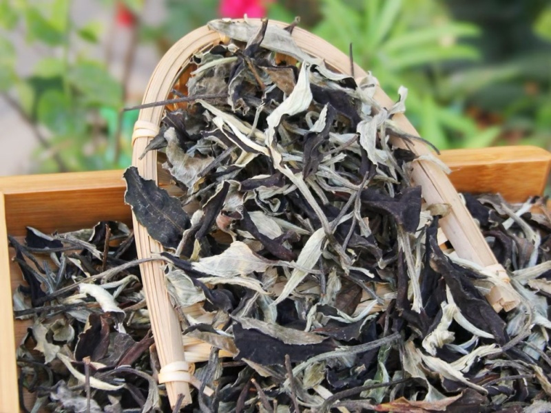 新茶月光美人白茶