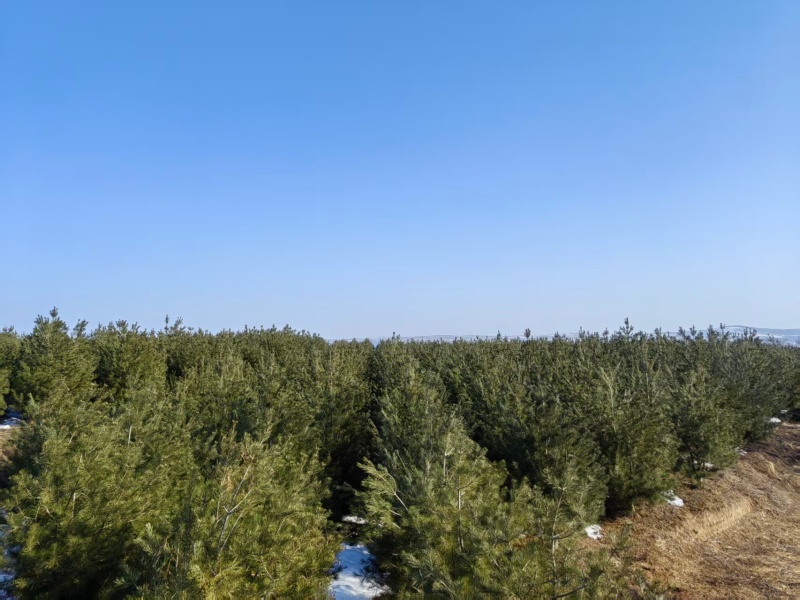 白皮松产地直发价格优惠质量保证欢迎全国各地老板合作
