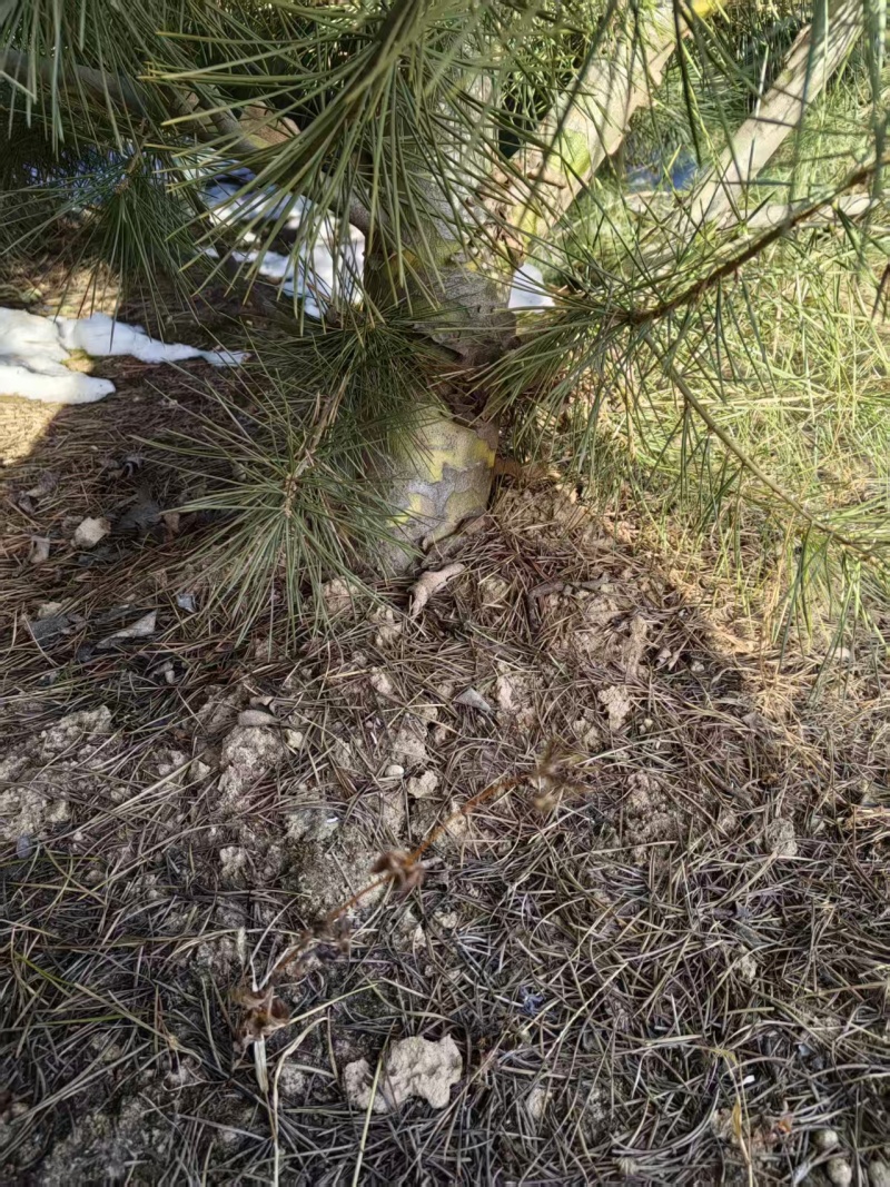 白皮松产地直发价格优惠质量保证欢迎全国各地老板合作
