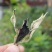 新茶月光美人白茶