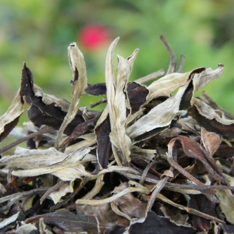 新茶月光美人白茶