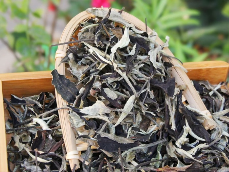 新茶月光美人白茶