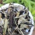 新茶月光美人白茶
