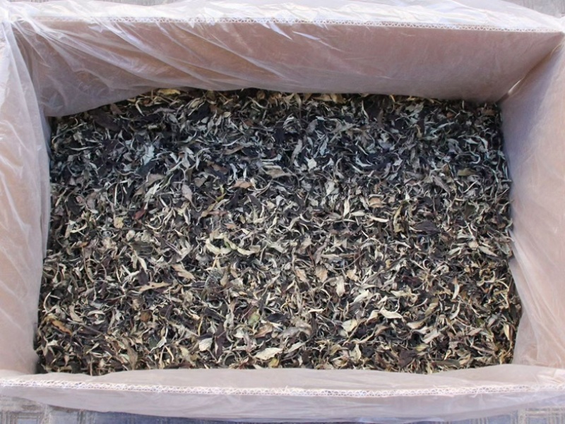 新茶月光美人白茶