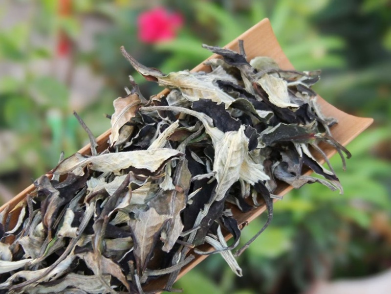 新茶月光美人白茶