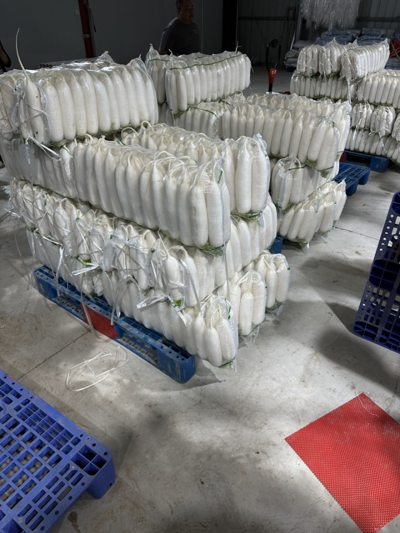 湖北天门白萝卜，产地直供，品质保证，热忱耐心，欢迎询购。