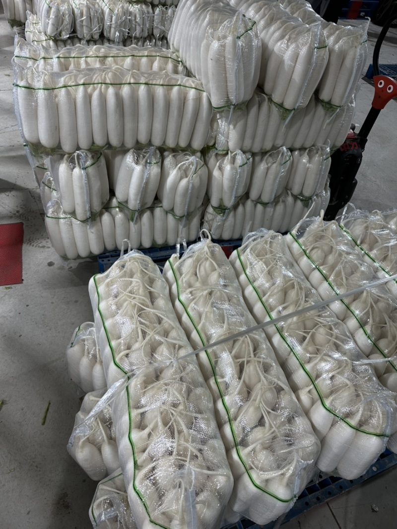 湖北天门白萝卜，产地直供，品质保证，热忱耐心，欢迎询购。