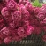 芍药鲜切花