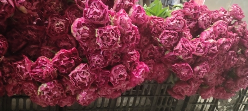 芍药鲜切花