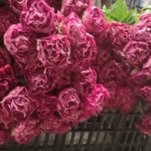 芍药鲜切花