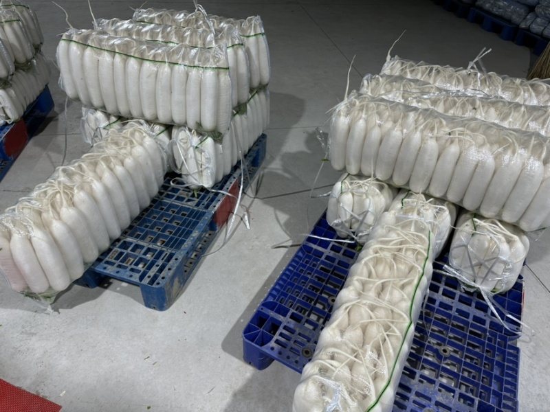 湖北钟祥白萝卜，产地直供，品质保证，热忱耐心，欢迎询购。