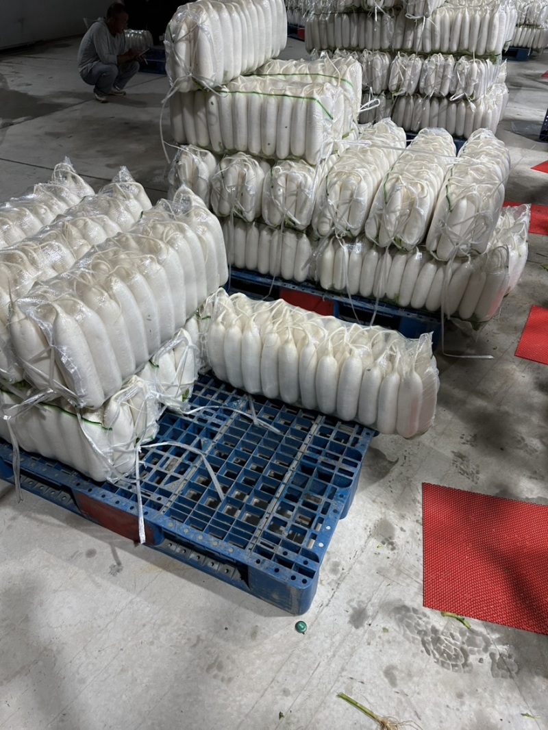 湖北钟祥白萝卜，产地直供，品质保证，热忱耐心，欢迎询购。