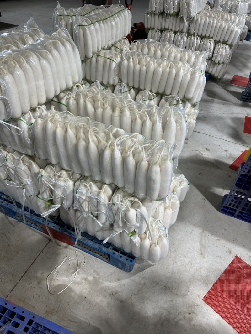 湖北钟祥白萝卜，产地直供，品质保证，热忱耐心，欢迎询购。