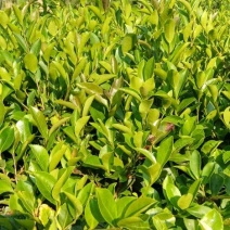 油茶苗大量上市，货源充足，基地直发，品质保证，量大从优，