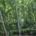 湘西野生石菖蒲种苗