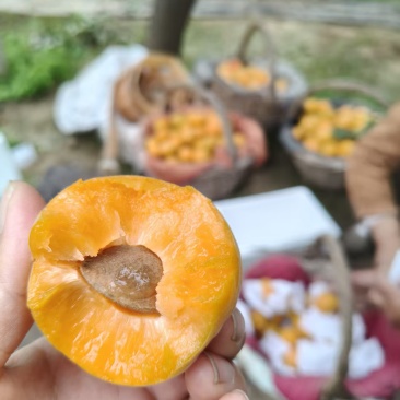 金太阳杏个大颜色漂亮砀山产地有要的老板联系