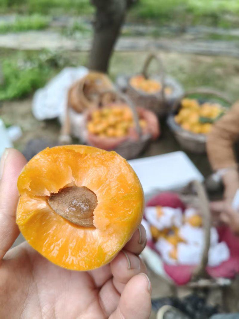 金太阳杏个大颜色漂亮砀山产地有要的老板联系
