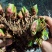 湘西野生石菖蒲种苗