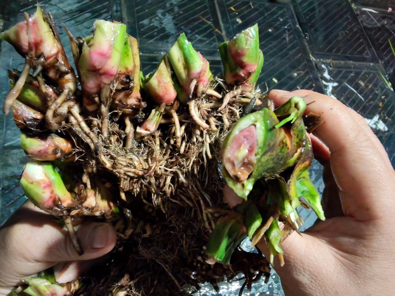 湘西野生石菖蒲种苗