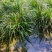 湘西野生石菖蒲种苗