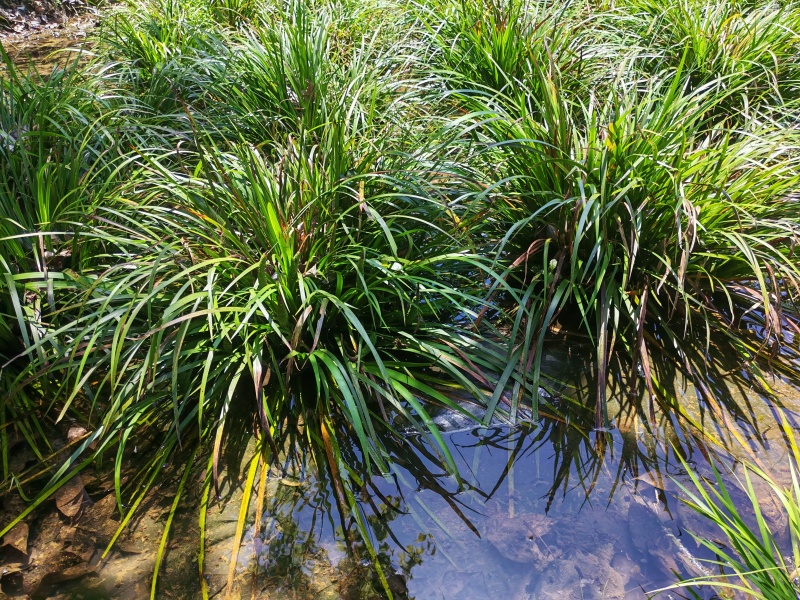 湘西野生石菖蒲种苗