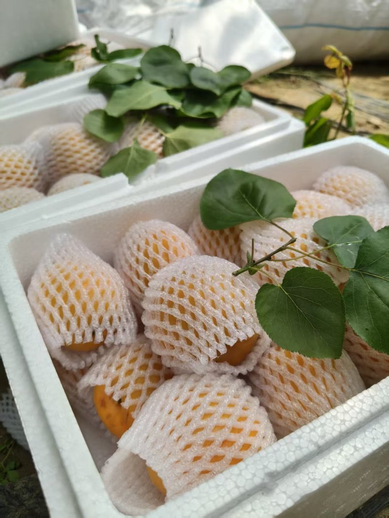 金太阳杏个大颜色漂亮砀山产地有要的老板联系