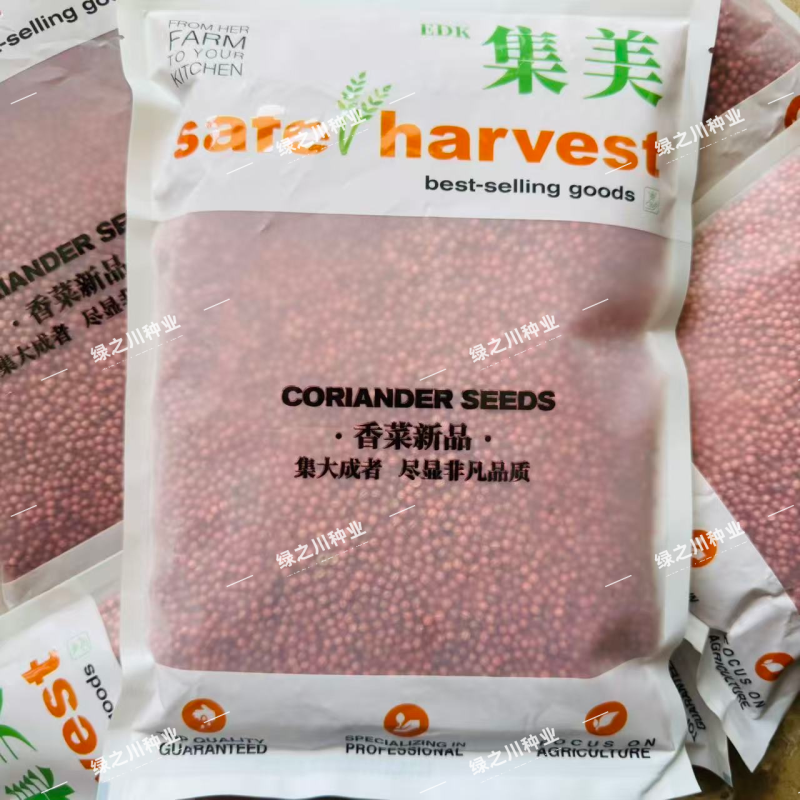 千叶热带鱼抗热香菜种子大叶油亮速生芫荽种籽耐热耐寒高产