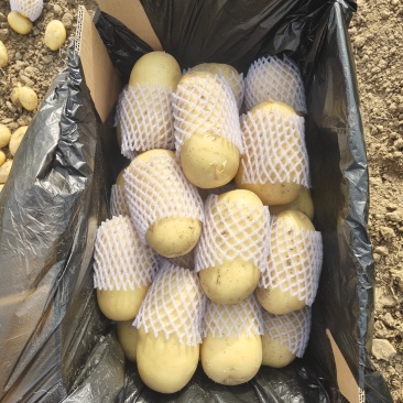 滕州大棚土豆上市，V7沃土荷兰，支持各种规，支持任何包装