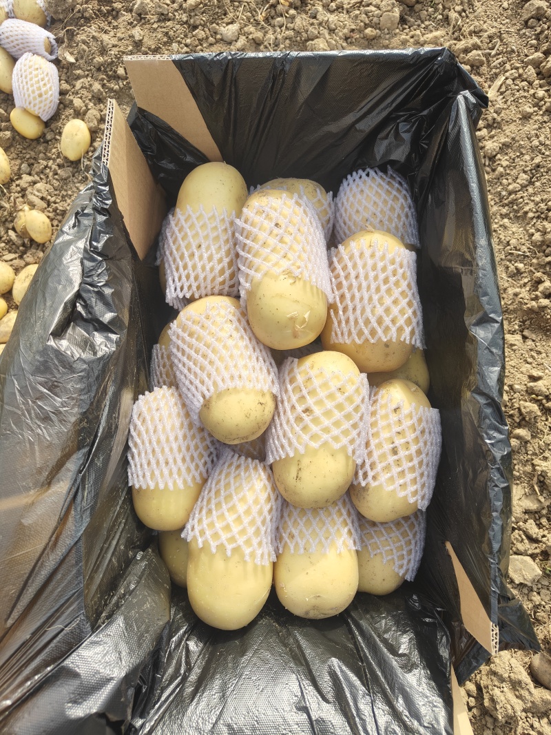 滕州大棚土豆上市，V7沃土荷兰，支持各种规，支持任何包装