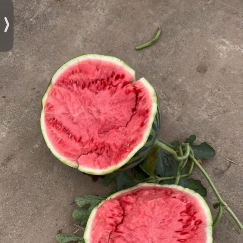 美都头茬无籽精品