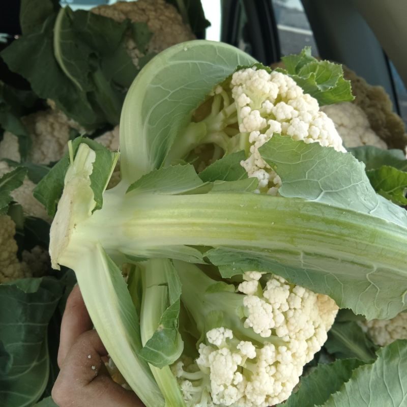 松花菜，各种品质，价格都有，欢迎咨询，看货上车，发全国各