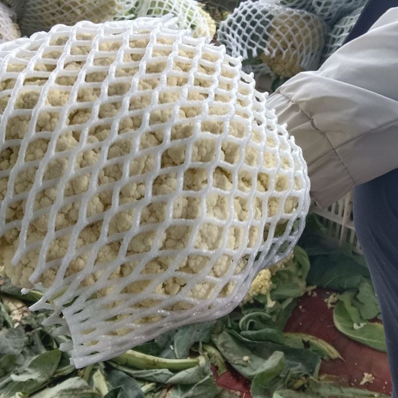 松花菜，各种品质，价格都有，欢迎咨询，看货上车，发全国各