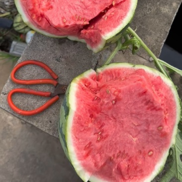 美都头茬无籽