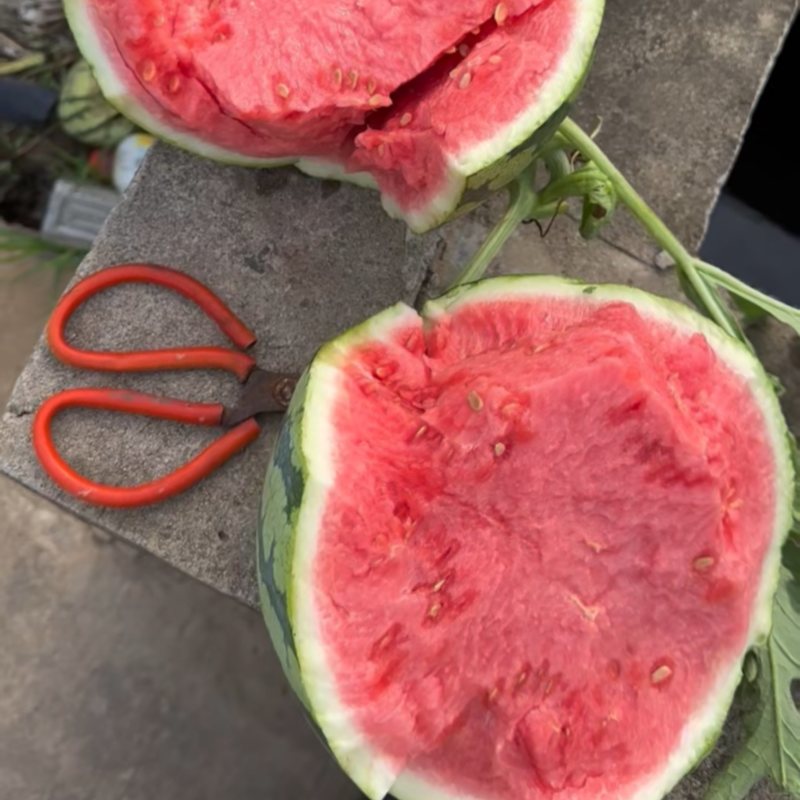 美都头茬无籽