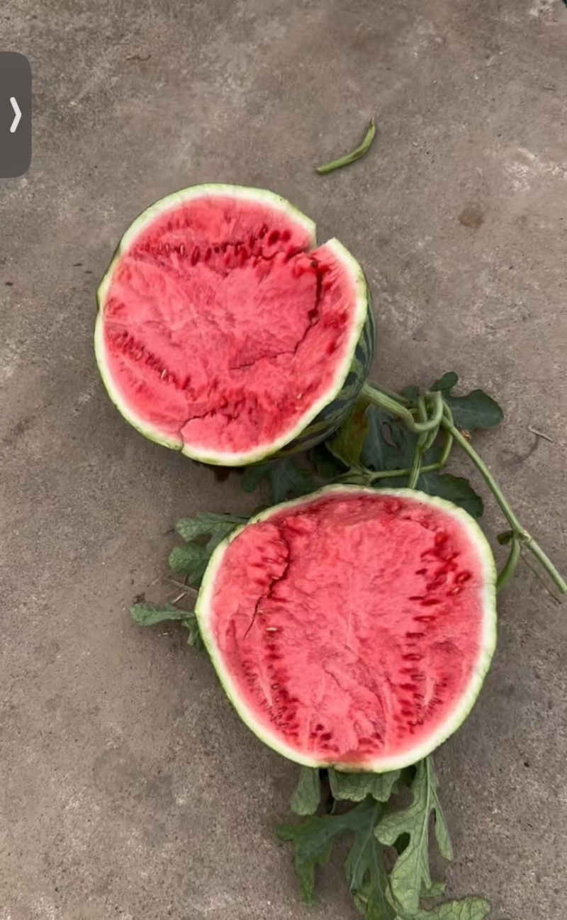 美都头茬无籽