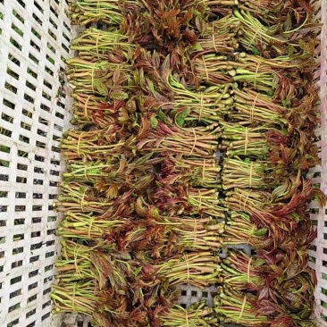 三茬香椿芽，精品根货