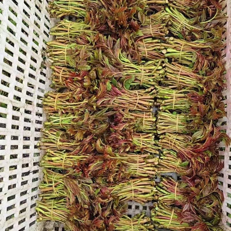 三茬香椿芽，精品根货