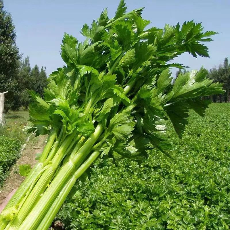 皇后芹菜，产地一手货源，规格价格齐全，欢迎咨询，发全国各
