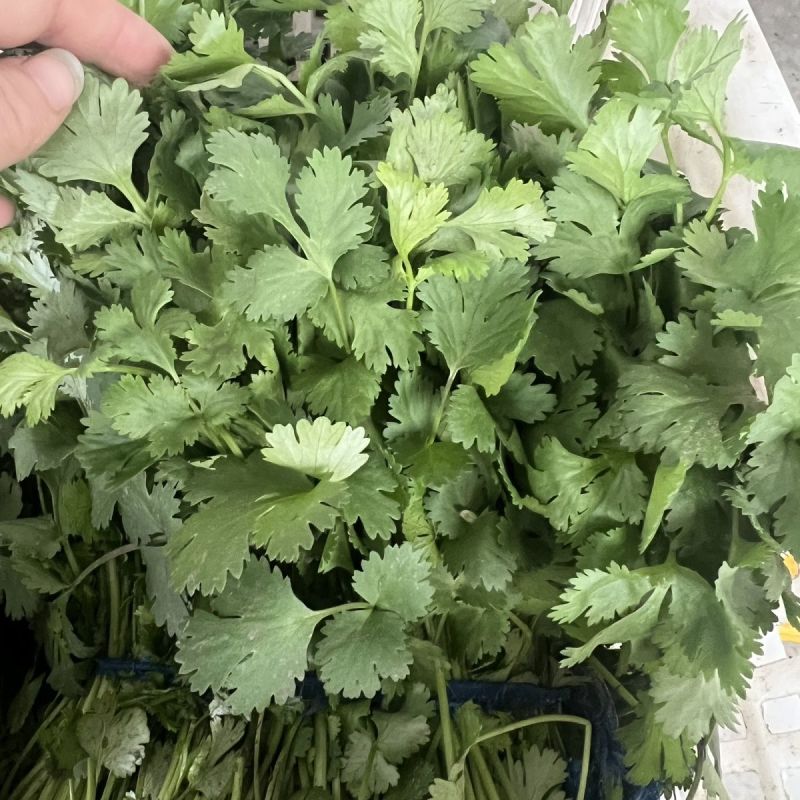 精品、通货香菜，整车，拼车都可以发，全国可发，来吧你就是