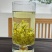 莓茶