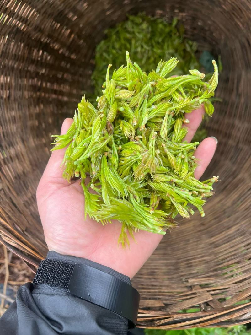 莓茶