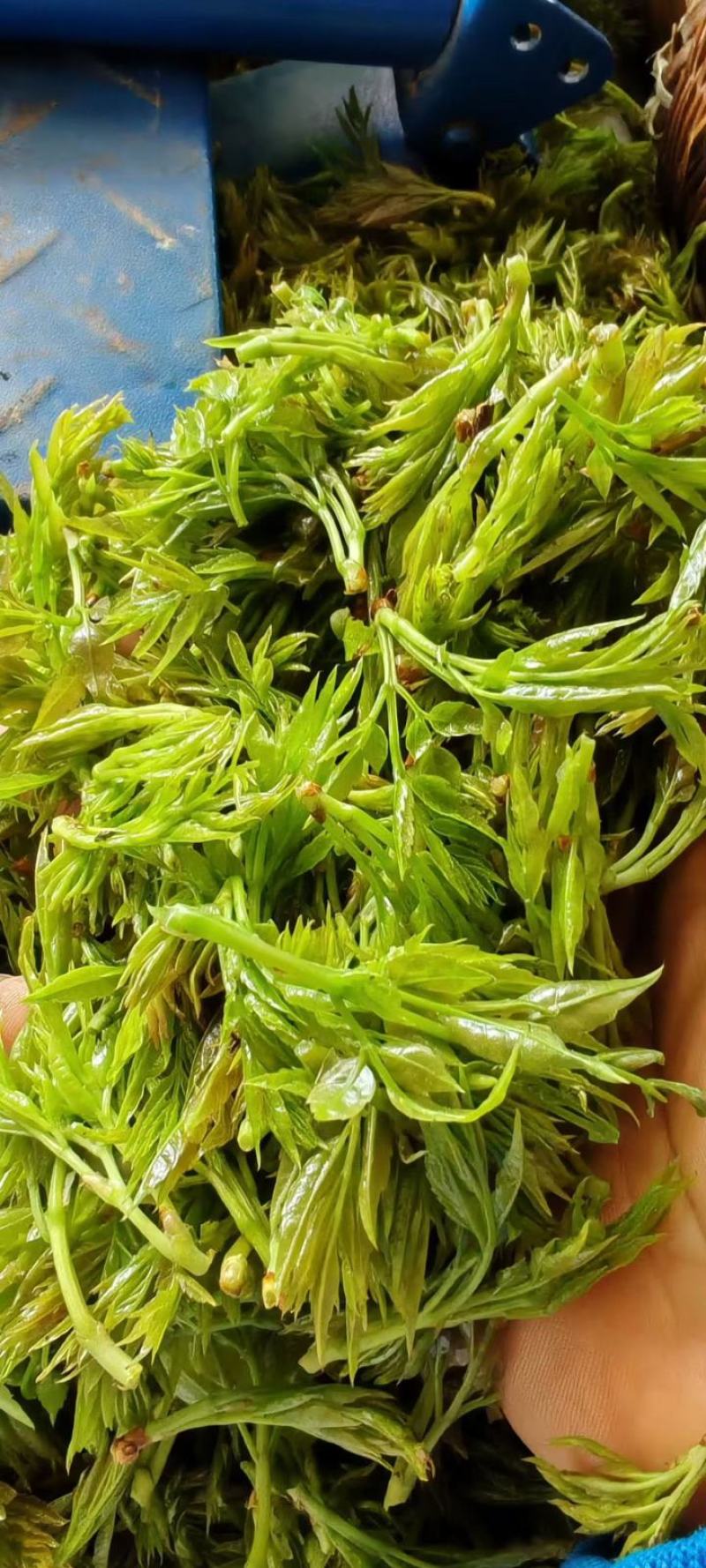 莓茶