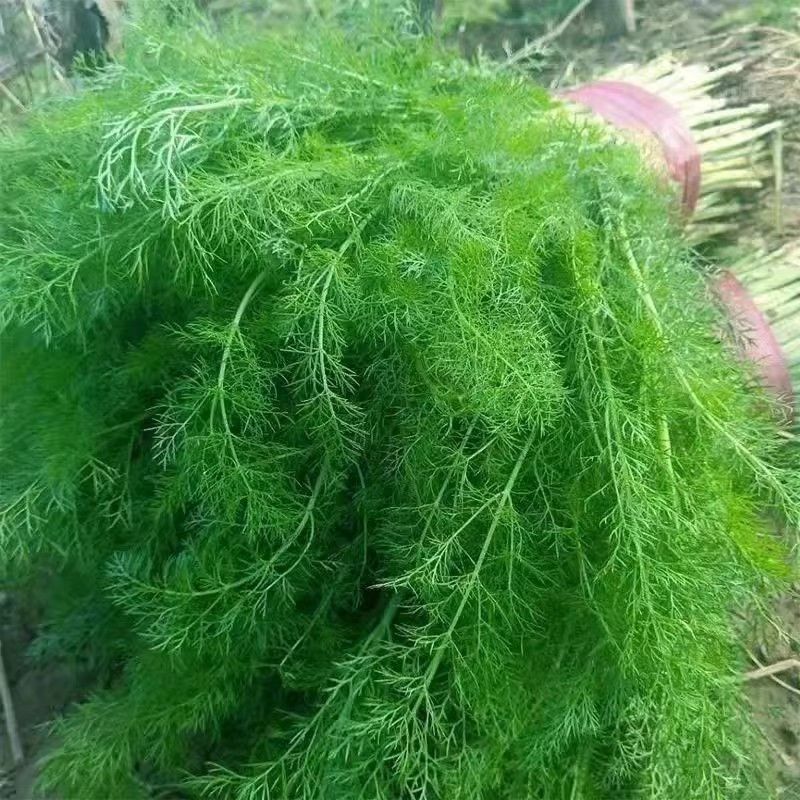 茴香精品通货，量大，欢迎全国各地联系咨询选购吧